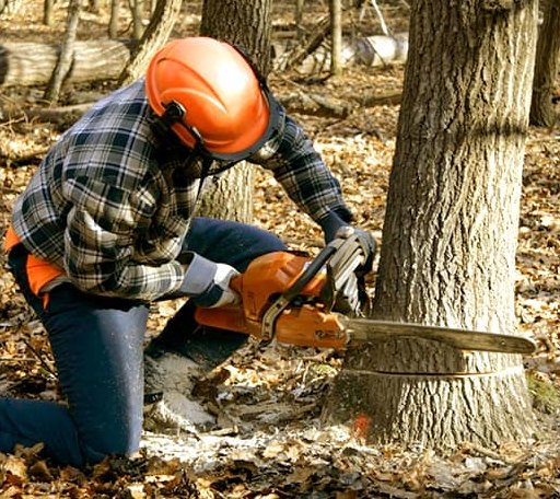 Tree Removal in Hartford, MI